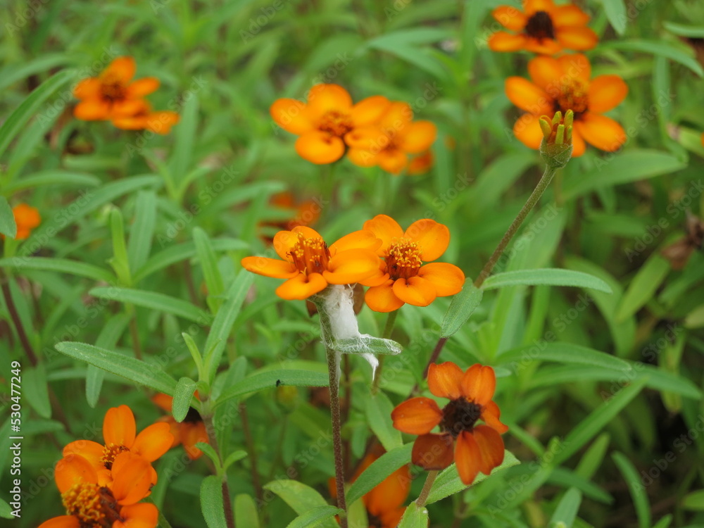 orange flowers in the garden orange flowers in the garden