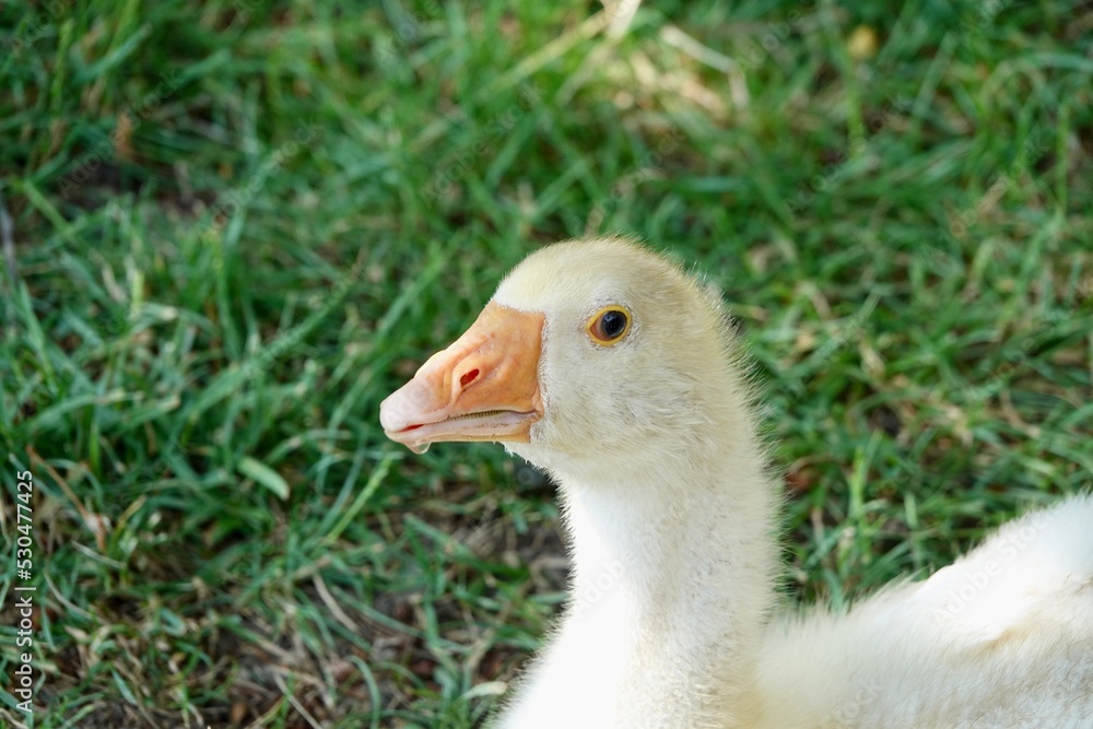 Head of young domestic goose looking into the camera on grass backgroudn. High quality photo Head of young domestic goose looking into the camera on grass backgroudn. High quality photo