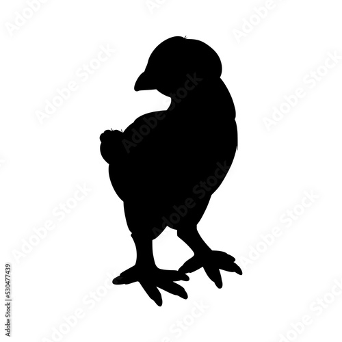 Hen or chicken silhouette isolated in white background. Free grazing hen bird in the runch. Hand drawn vector illustration