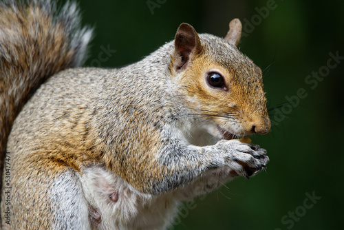 An Eastern Grey Squirrel on a wood fence eating a nut in Puyallup, Washington Fototapet