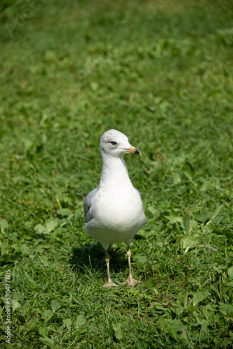 Seagulls on a field of grass © Erald