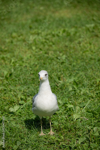 Seagulls on a field of grass © Erald