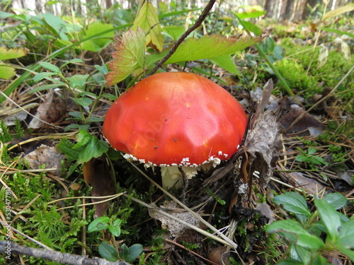Wallpaper Mural nature Torontodigital.ca