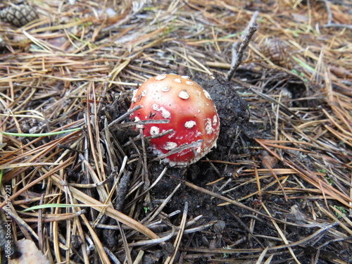 Wallpaper Mural nature Torontodigital.ca