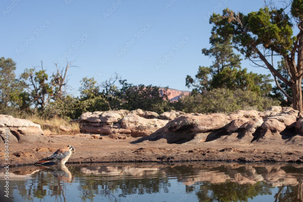 A kestrel stands in a pool of shallow water left by heavy rains in the desert of the American southwest. A kestrel stands in a pool of shallow water left by heavy rains in the desert of the American southwest.