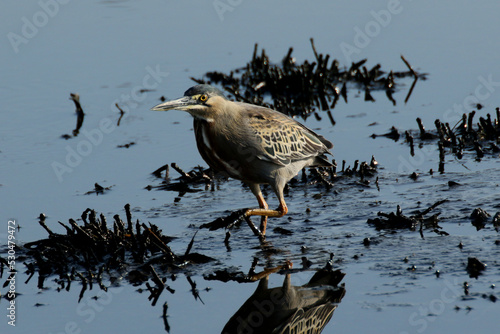 Aves em ameaça pela poluição das lagoas  photo