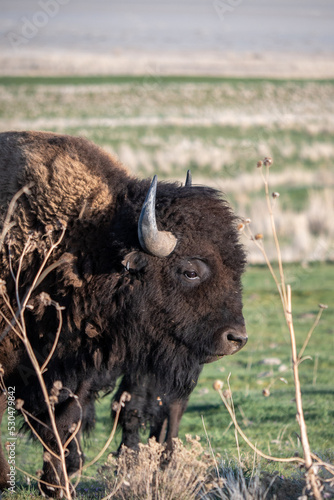 american bison buffalo in the field