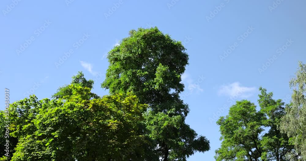 Deciduous trees with green foliage in summer, old trees with foliage in sunny weather Deciduous trees with green foliage in summer, old trees with foliage in sunny weather