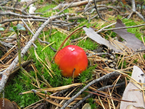 Wallpaper Mural nature Torontodigital.ca