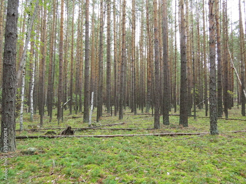 Wallpaper Mural nature Torontodigital.ca