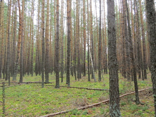 Wallpaper Mural nature Torontodigital.ca