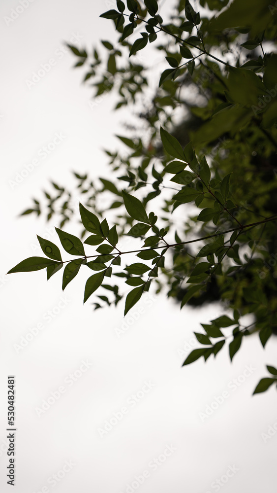 空を背景にした植物の葉っぱのシルエット