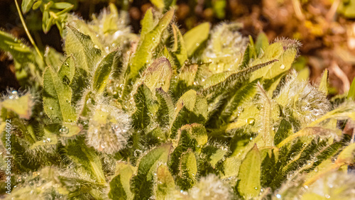 Pilosella horrida, Shaggy Hawkweed, at the famous Kitzbueheler Horn, Kitzbuehel, Tyrol, Austria photo