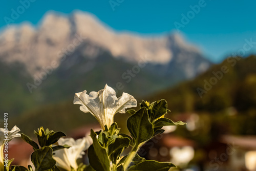 Petunia hybrida at Waidring, Tyrol, Austria photo