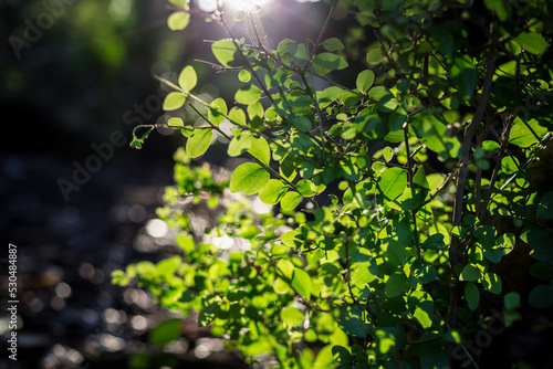 Backlit shot of some California privet leaves commonly used in decorative hedgrows photo