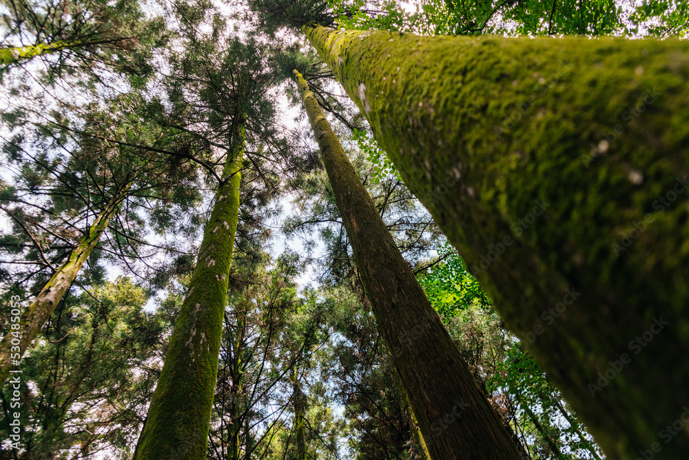 Fototapeta premium forest full of mossy trees