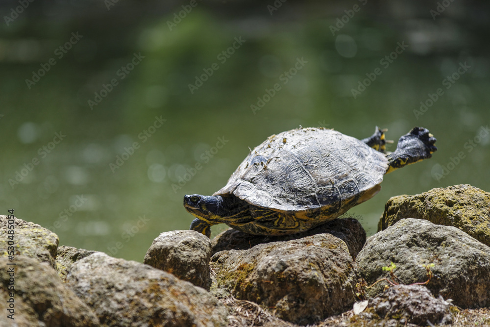 Fototapeta premium Tortue se séchant au soleil au bord de l'eau 