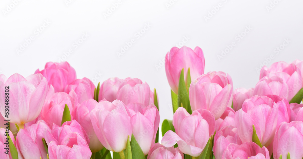 Spring Tulip Flowers over white. Tulips bunch. Pink tulips. Spring Tulip Flowers over white. Tulips bunch. Pink tulips.
