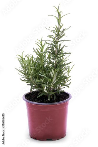 Savory fresh herb rosemary growing in brown flower pot isolated on white