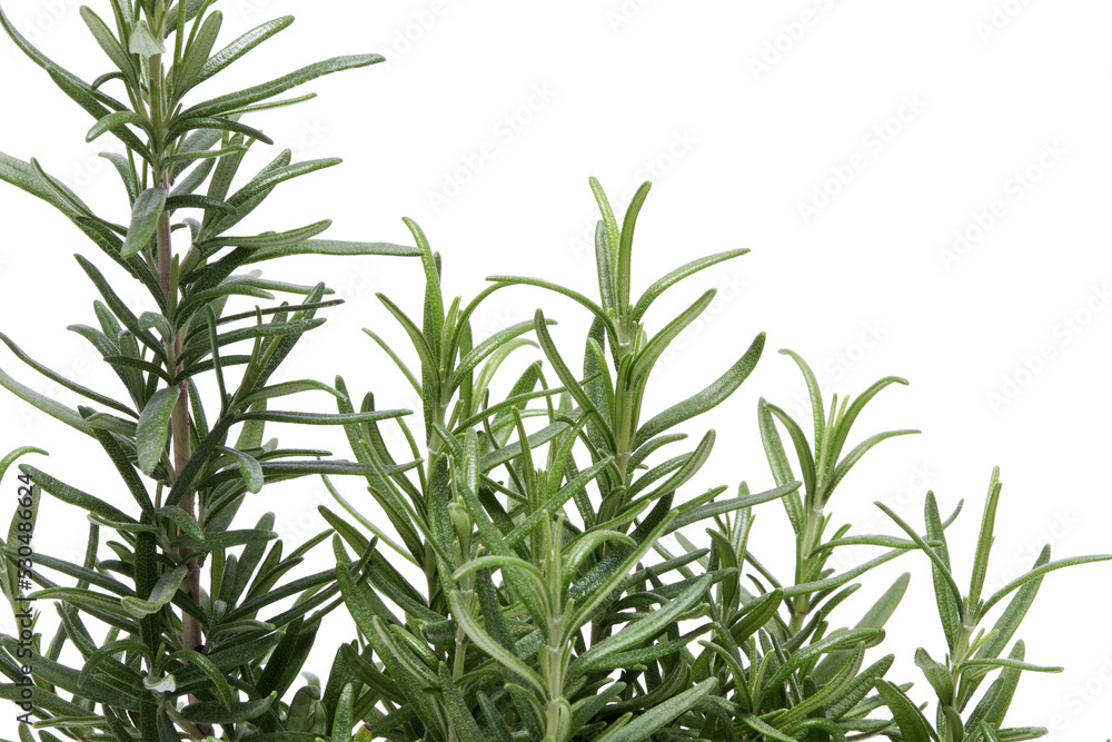 Obraz premium Fresh twig of rosemary isolated on a white background