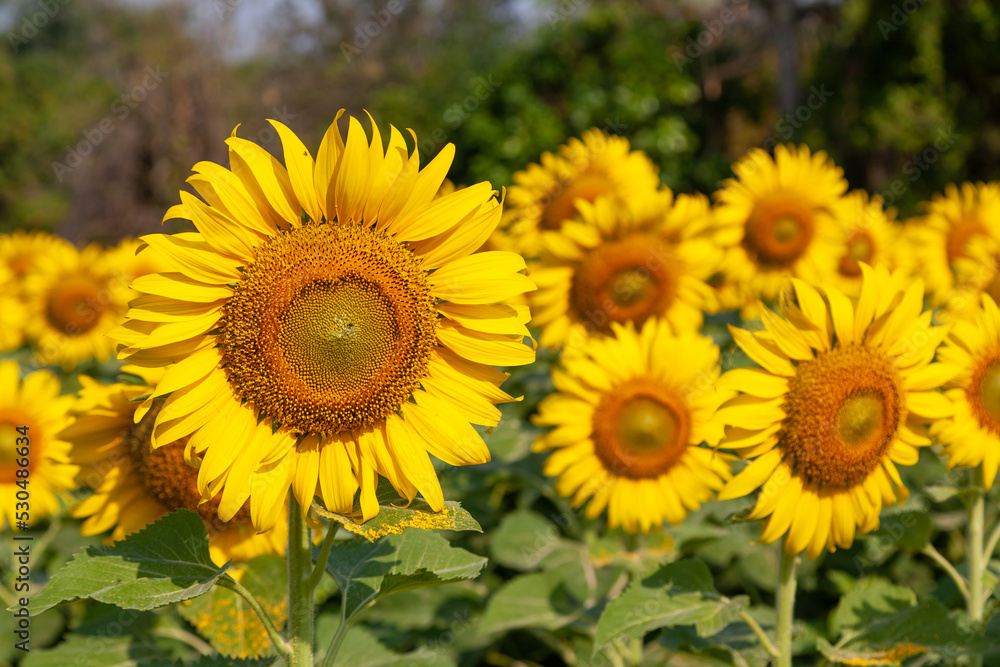 sunflower field sunflower field