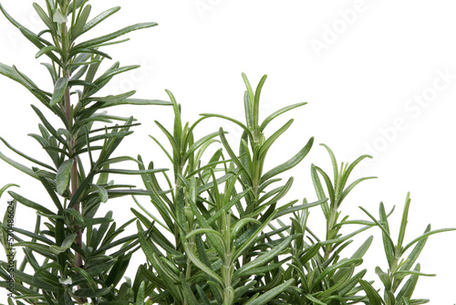 Fresh twig of rosemary isolated on a white background