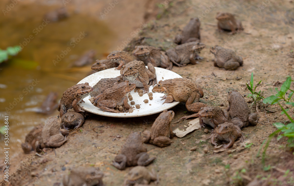 Obraz premium Several frogs were eating pellets on a plate by the pond.
