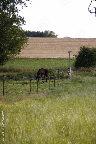 horse in the meadow