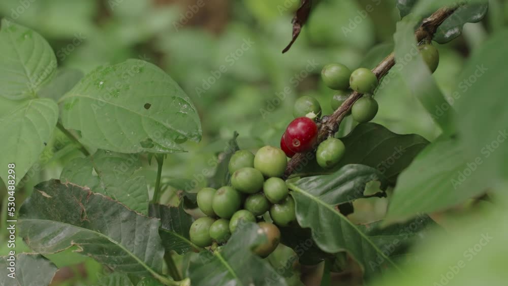 Red and raw green ripe coffee leaves and fruits on the branches of the coffee plant. Red and raw green ripe coffee leaves and fruits on the branches of the coffee plant.
