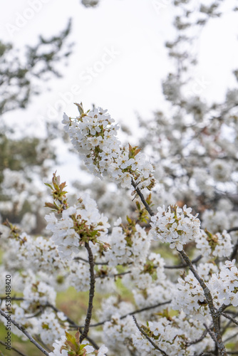 spring blooming branch