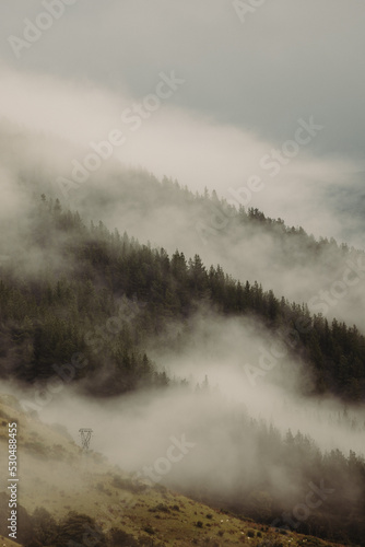 Panoramic view of forest with morning fog