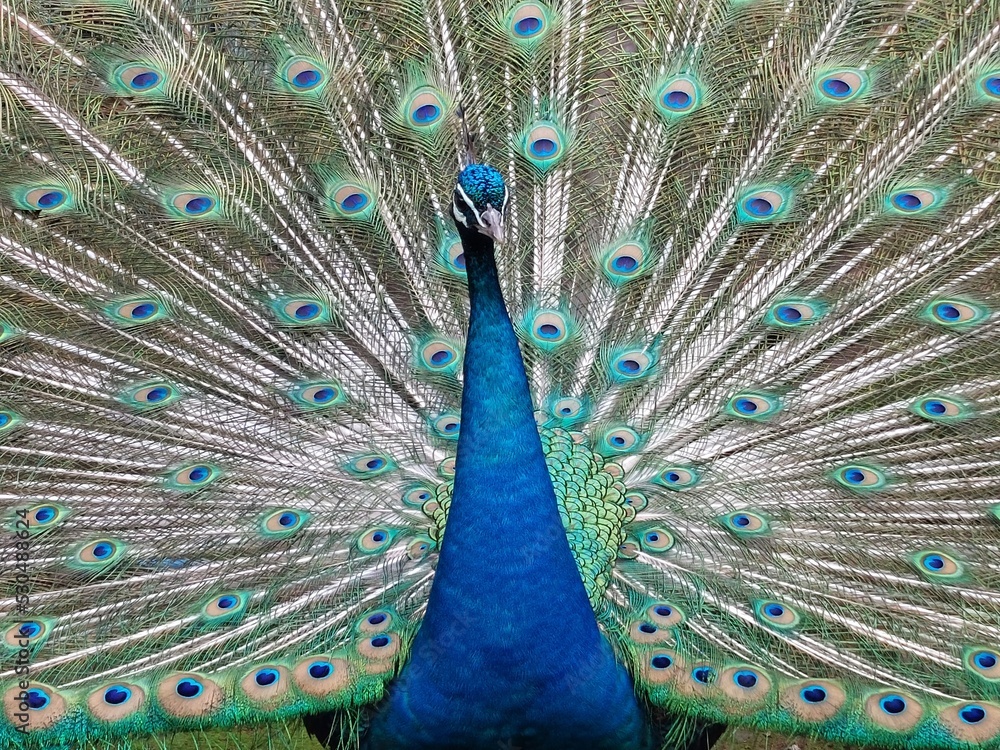 Fototapeta premium peacock with feathers