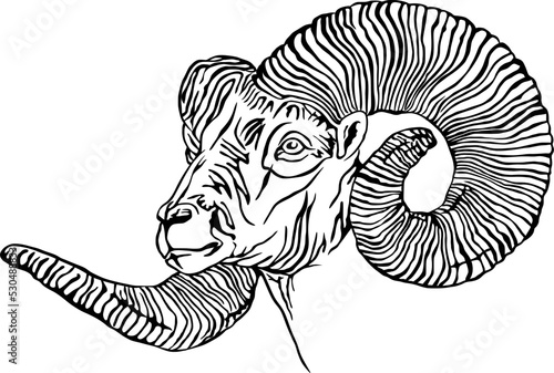 Vector sketch of a big horn sheep head 