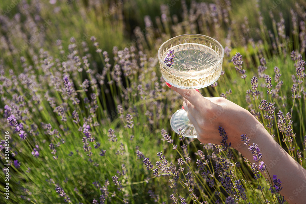 Young woman drink  wine in the sunset lavender field