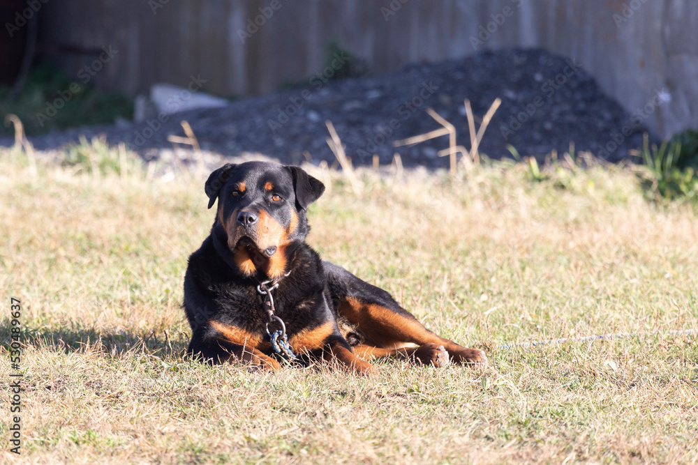 Adult rottweiler lying on the grass