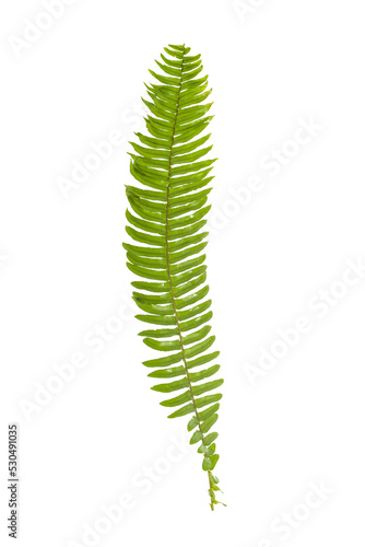 Fern plant leaves on a transparent background