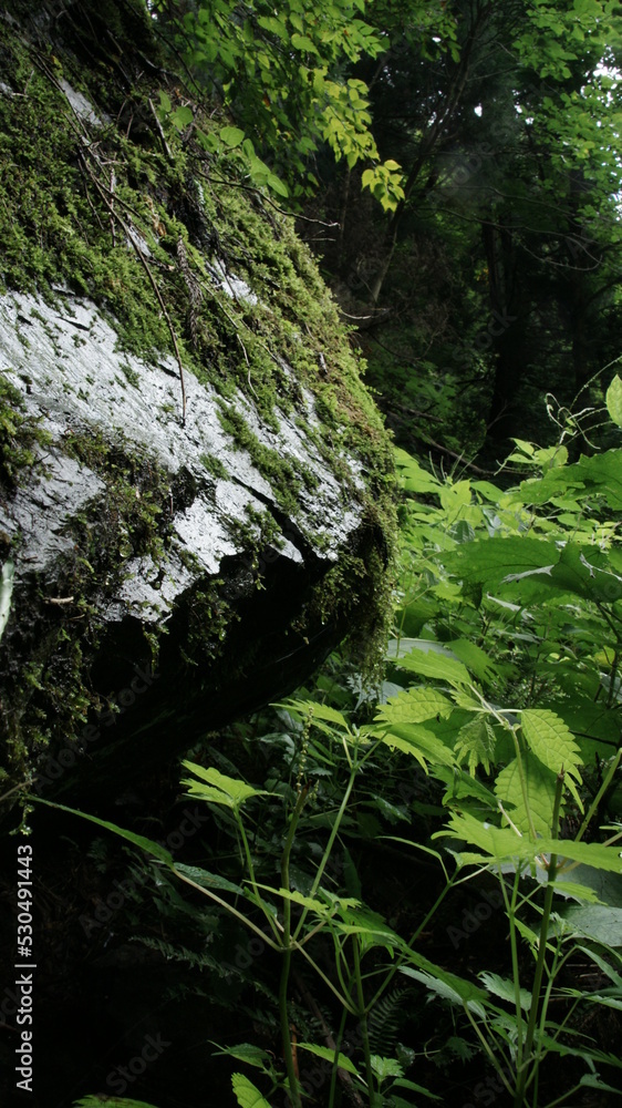 Obraz premium rocks in the forest
