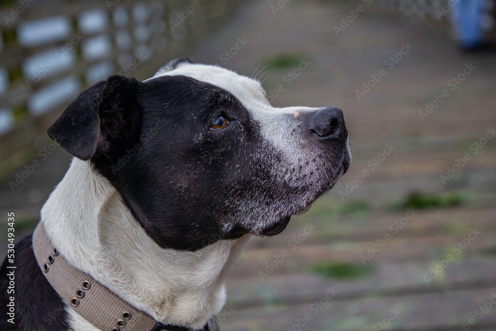 A black and whit pit bull mix