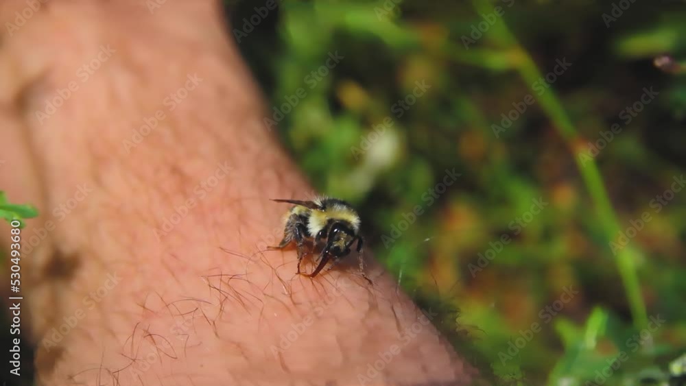 Bumblebee on man's leg. Field insects in contact with humans. Bumblebee on man's leg. Field insects in contact with humans.