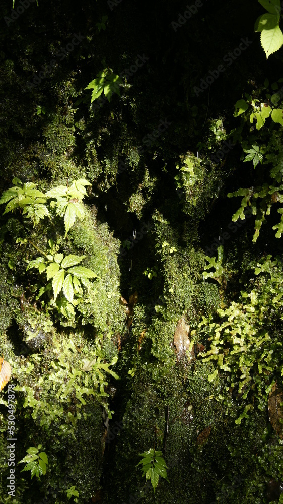 Fototapeta premium green moss on the rock