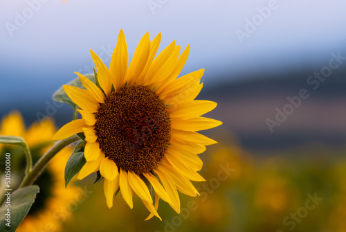 sunflower in the sun
