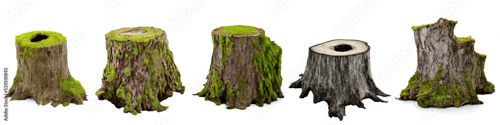 tree stumps, collection of old and overgrown stubs, isolated on white background - obrazy, fototapety, plakaty 