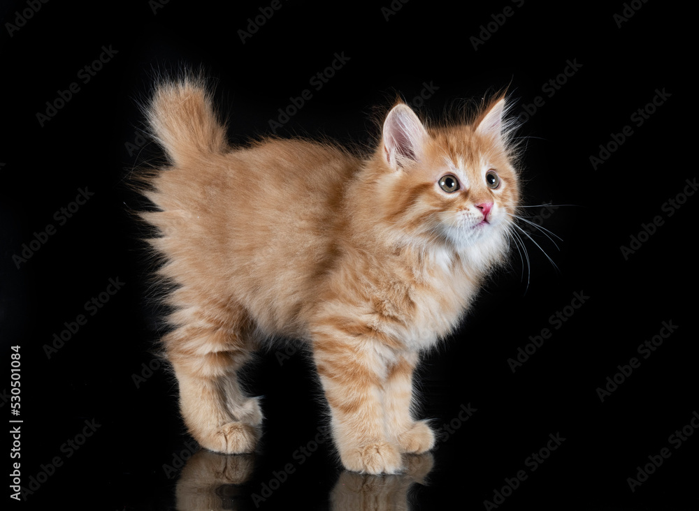 Obraz premium Kurilian Bobtail in studio