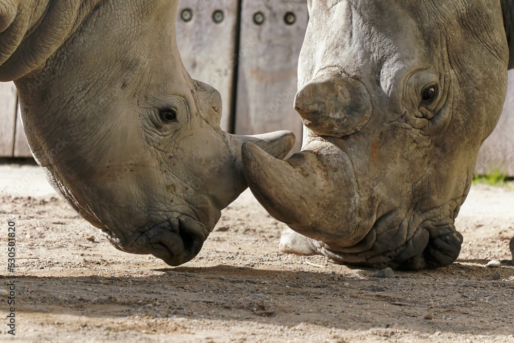 close up of two rhinos fighting