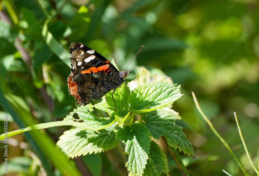 Red Admiral in natural surroundings. Insect close-up. Vanessa atalanta. Butterfly on a flower.
Red Admiral in natural surroundings. Insect close-up. Vanessa atalanta. Butterfly on a flower.