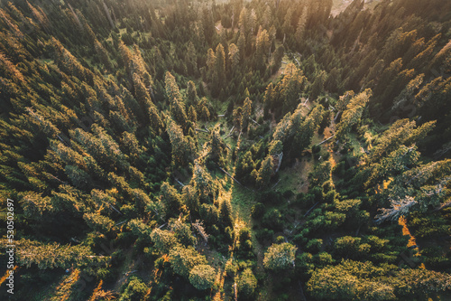 Aerial View Of Pine Forest At Sunset