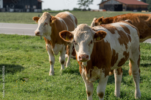 cows in a field