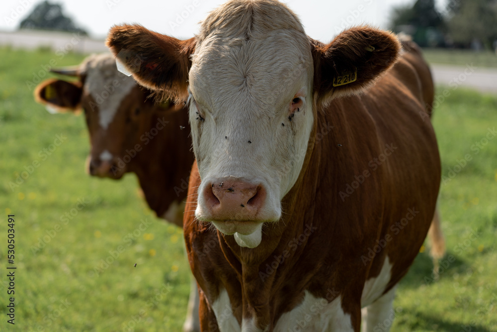 Kuh im Allgäu