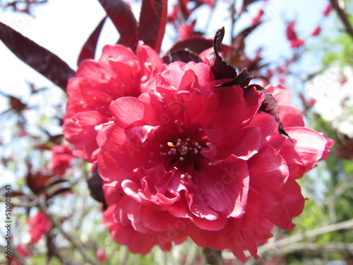 Cherry blossoms in China