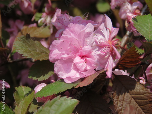 Cherry blossom trees in China